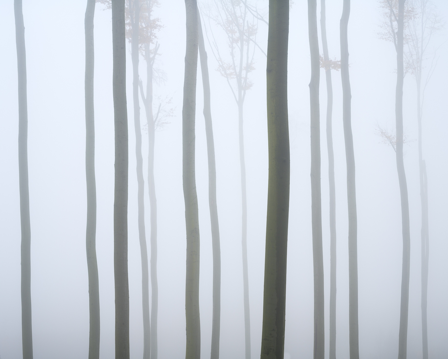 Bukový les v mlze, říjen 2022
