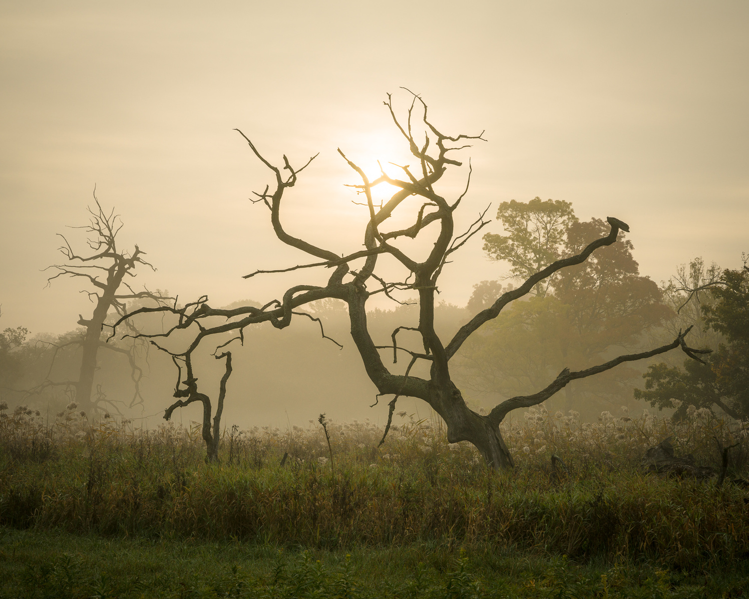 Rozvětvený strom na Pohansku, říjen 2019