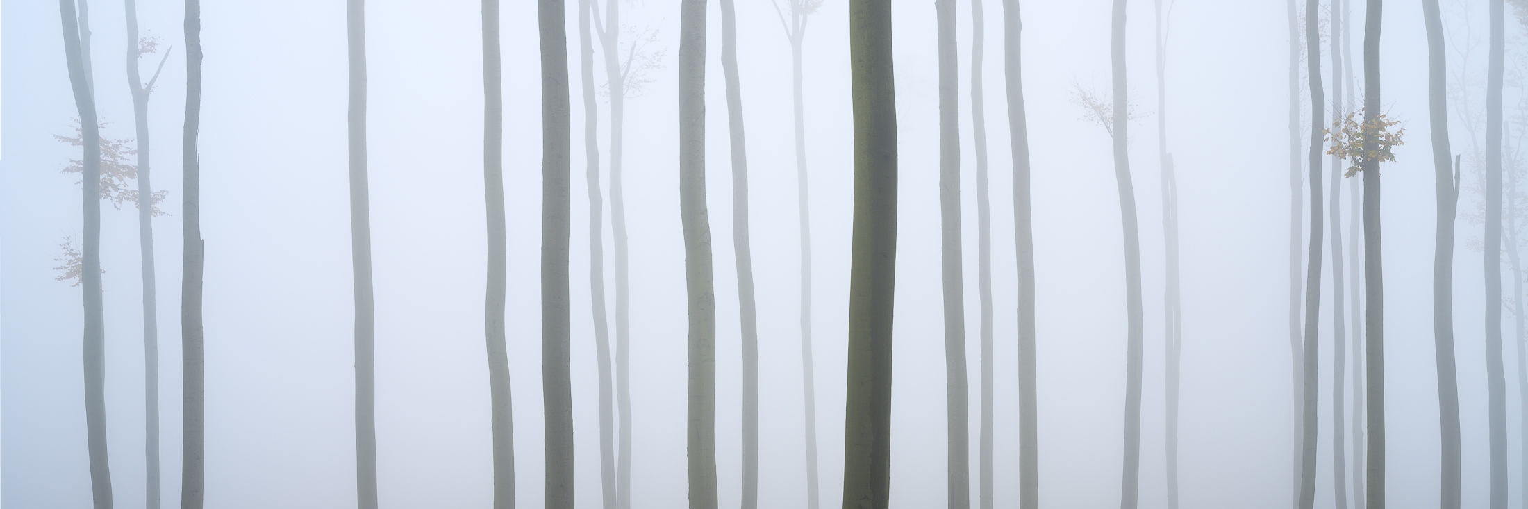 Bukový les v mlze - panorama, říjen 2022