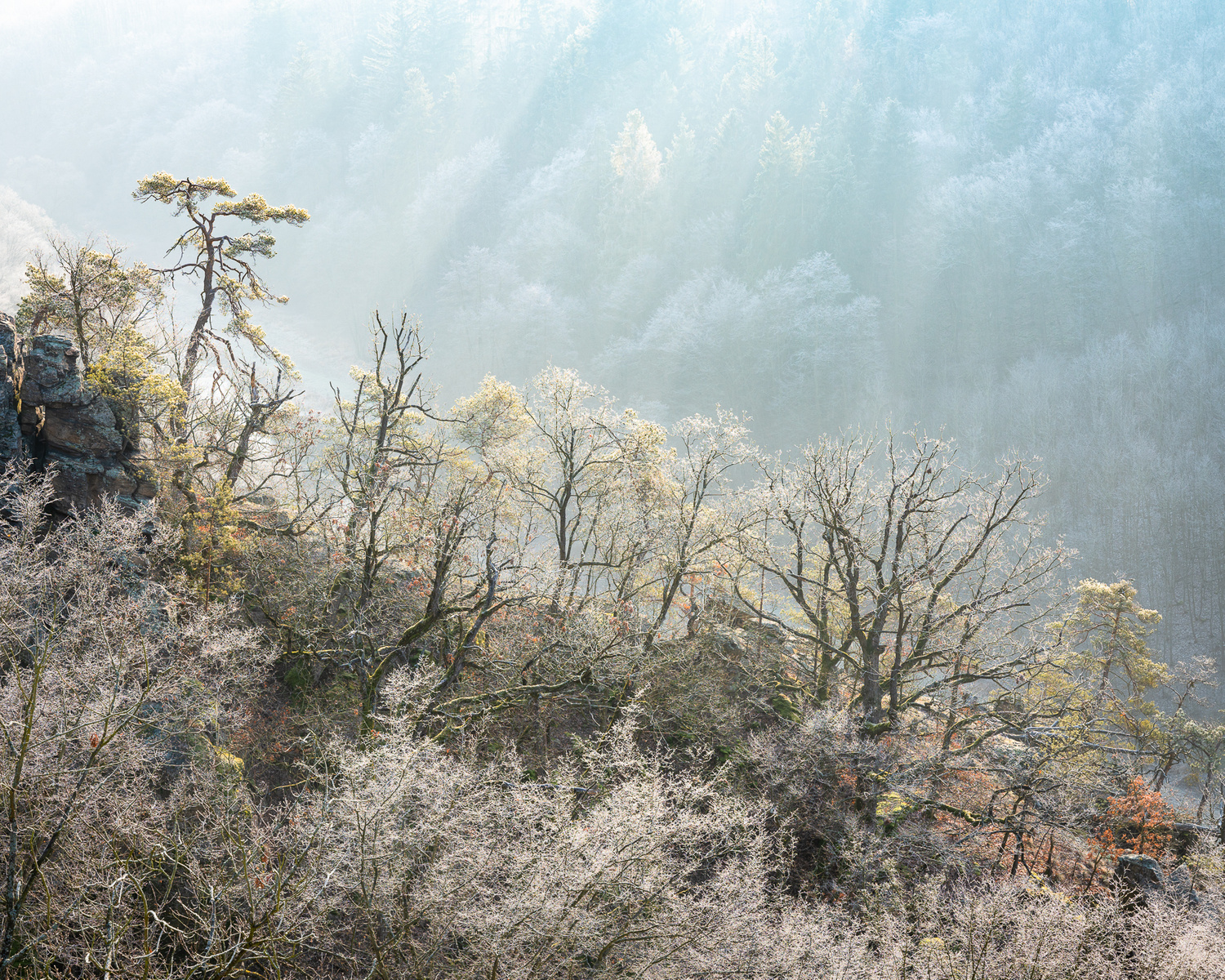 Namrzlé stromy v údolí Jihalvy, únor 2020
