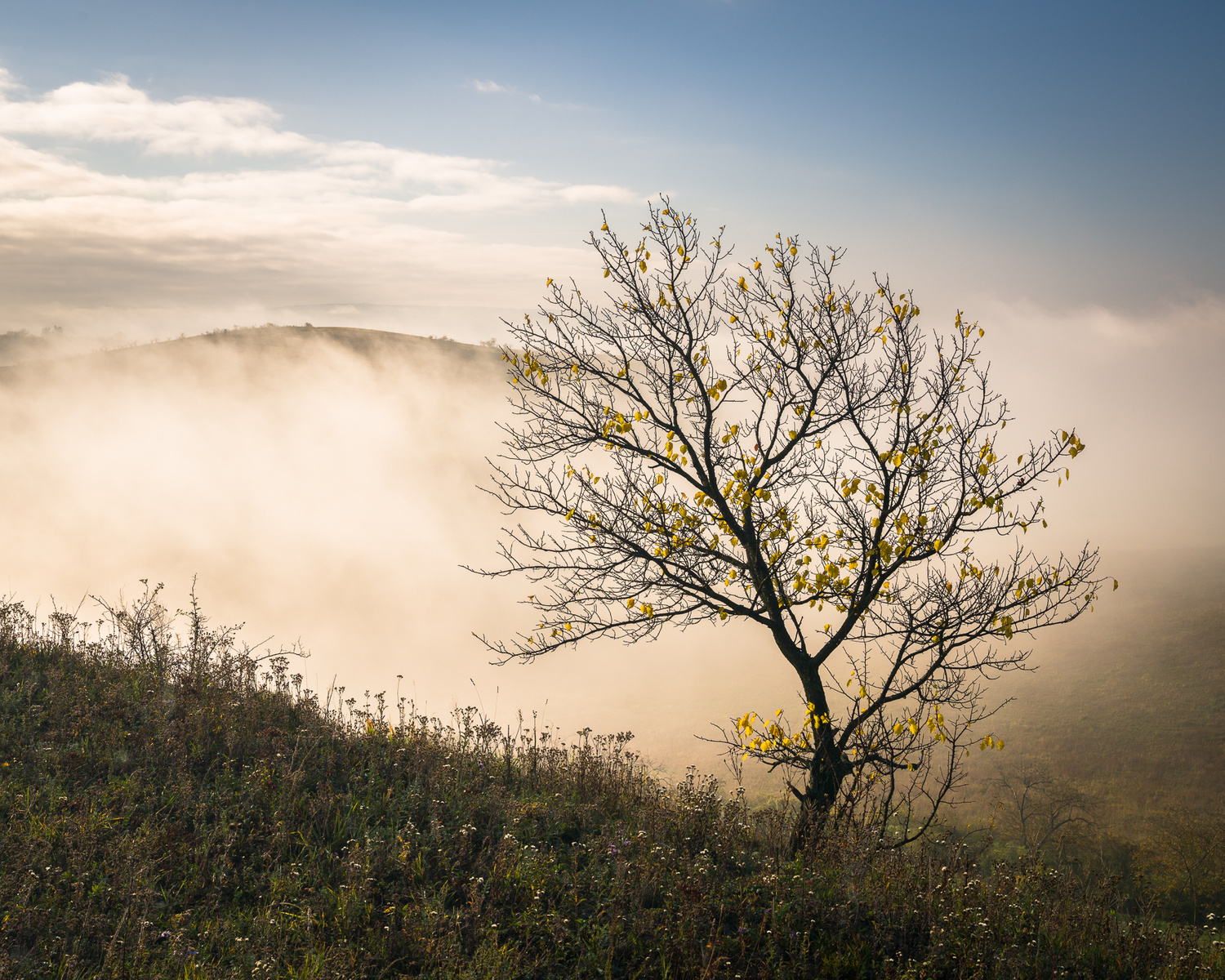 Strom-solitér s mlhou v údolí, říjen 2020