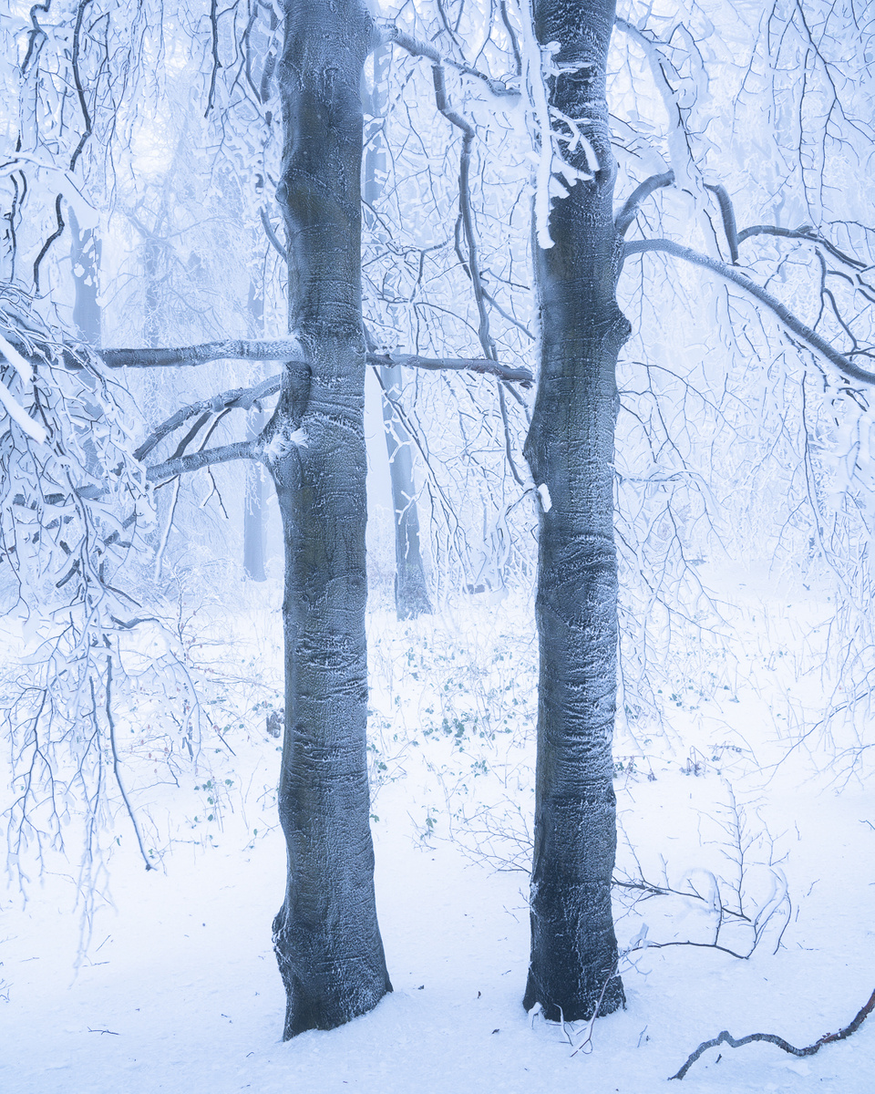 Mrazivý les 2, Bílé Karpaty, prosinec 2020