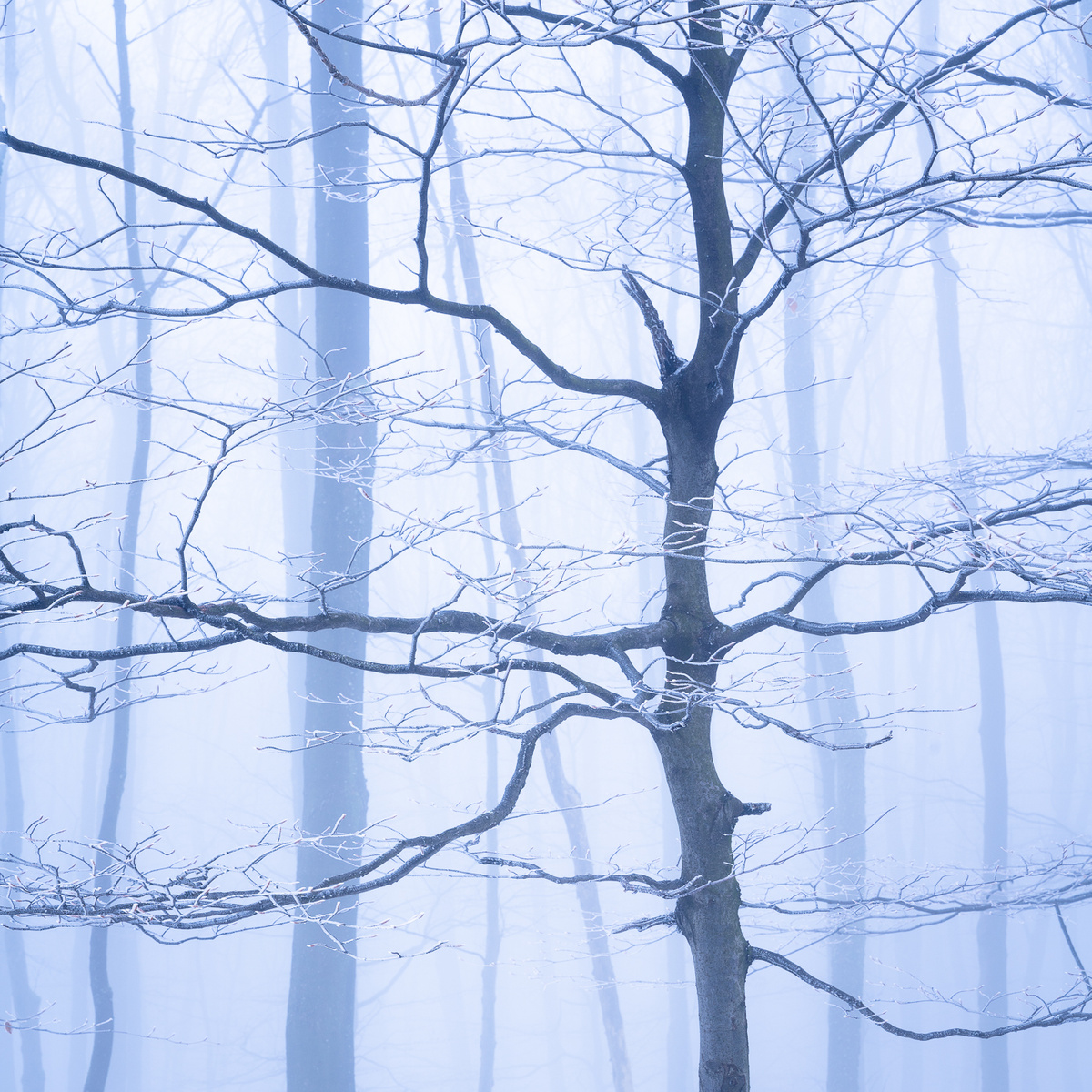 Mrazivý les 3, Bílé Karpaty, prosinec 2020